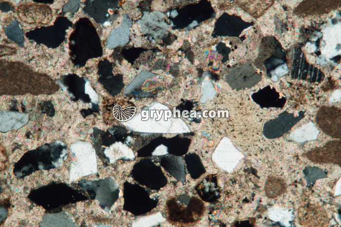 Grès ciment poecoelithique LPA x25 - gryphea.com